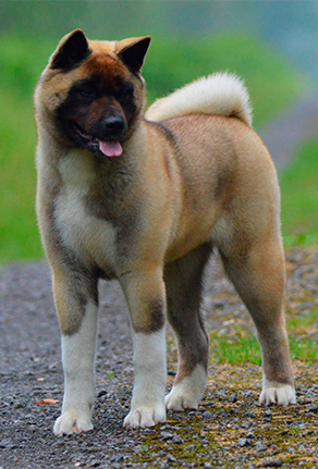 Chien akita américain RIGA PHYTOSOIN