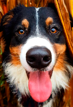 Chien berger australien RIGA PHYTOSOIN