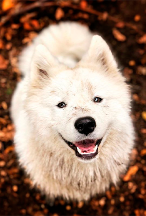 Chien Samoyède RIGA PHYTOSOIN