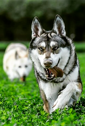 Chiens loups de sarloos et de tchécoslovaquie RIGA PHYTOSOIN