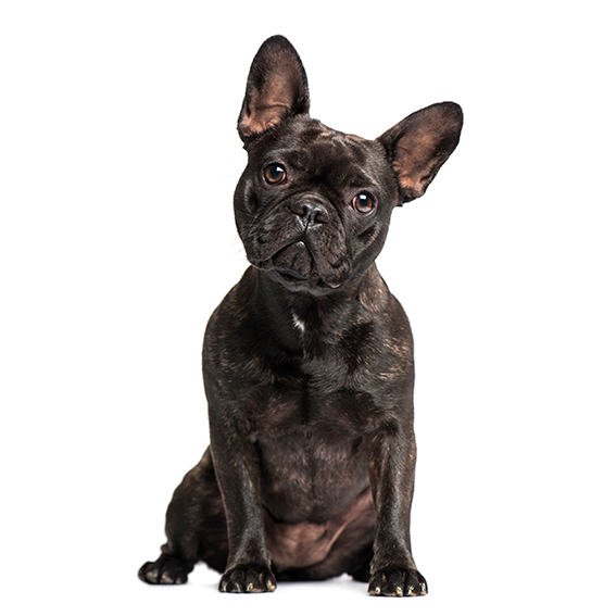 dog french bouledogue RIGA